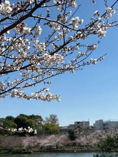 2025年桜6.jpg
