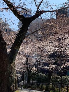 22桜.jpg