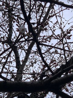 桜１.jpg
