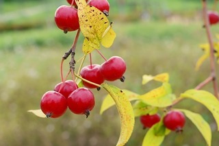 apple-baby-2799863_640.jpg