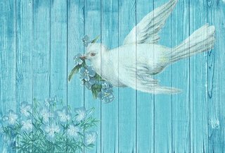 dove-1861791__340.jpg