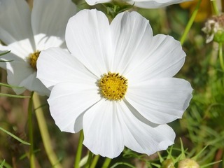 flower-1678770_640.jpg