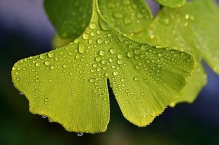 ginko-3510670__340.jpg