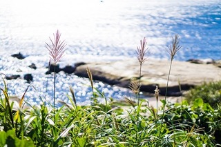 japanese-silver-grass-1896700_640.jpg