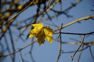 last-leaf-ga80e886fc_640.jpg