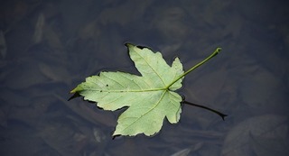 leaf-1833394_640.jpg