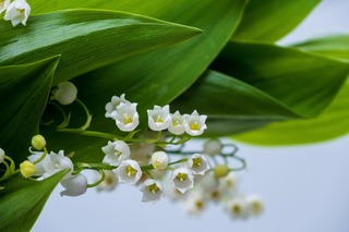 lily-of-the-valley-5136175_1280.jpg