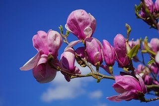 magnolia-324299__340.jpg