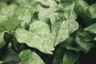nature-4485461_1280.jpg