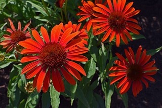 red-orange-echinacea-2402959_640.jpg