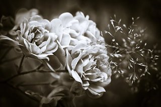 roses-1750795__340.jpg