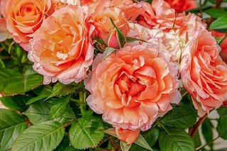 roses-3611502__340.jpg