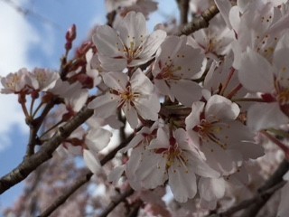 sakura.jpg