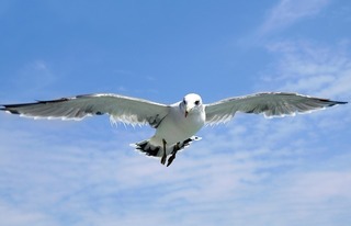 seagull-1684041_640.jpg