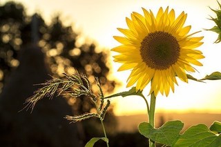 sunflower-1127174__340.jpg
