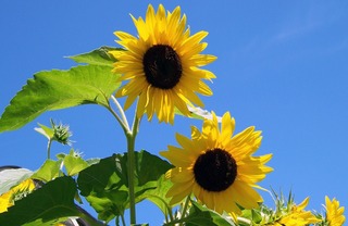 sunflowers-17860_1920.jpg