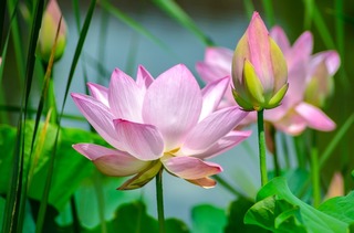 water-lily-2536194_1280.jpg