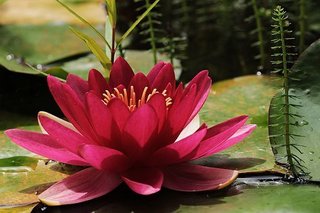 water-lily-3478924__340.jpg