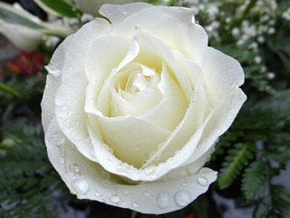white-rose-2907862_640.jpg