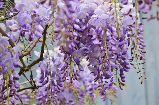 wisteria-772957_960_720.jpg